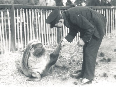 Andy the Walrus at ZSL London Zoo、1925 作： Frederick William Bond